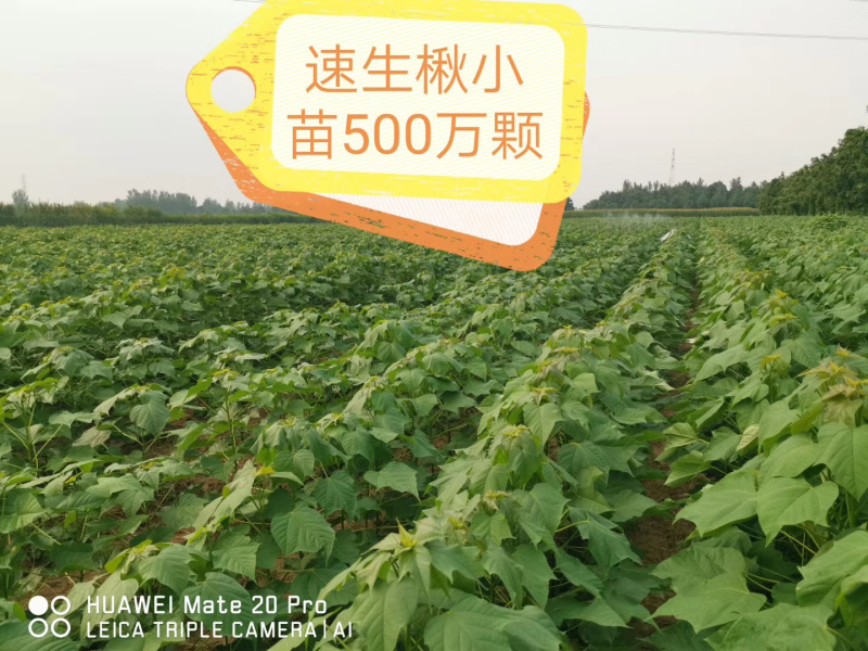 楸树小苗