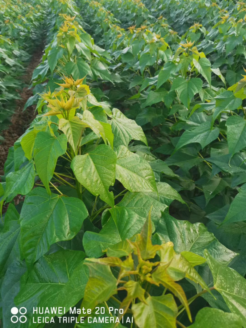 楸树小苗