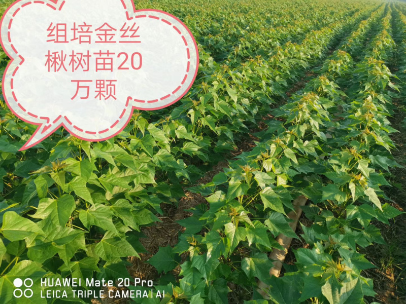 楸树小苗
