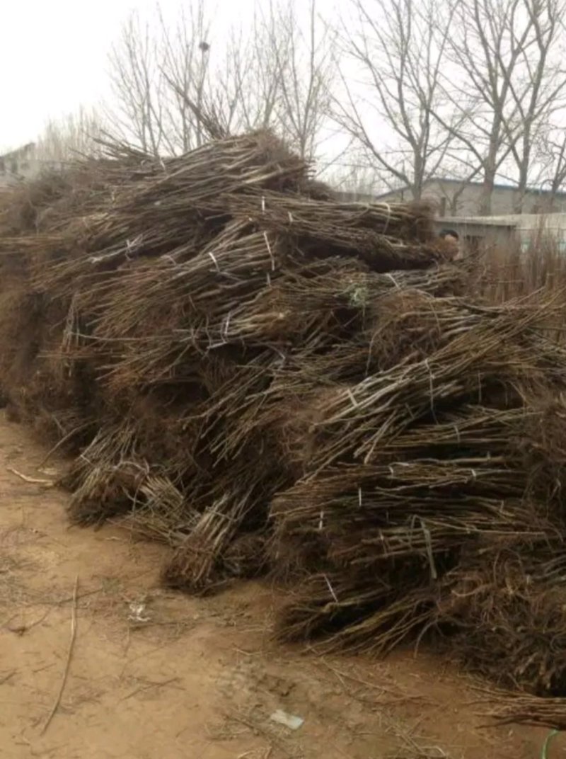 核桃苗香玲核桃苗纸皮核桃苗8518核桃苗碧根果