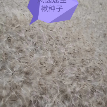 楸树种