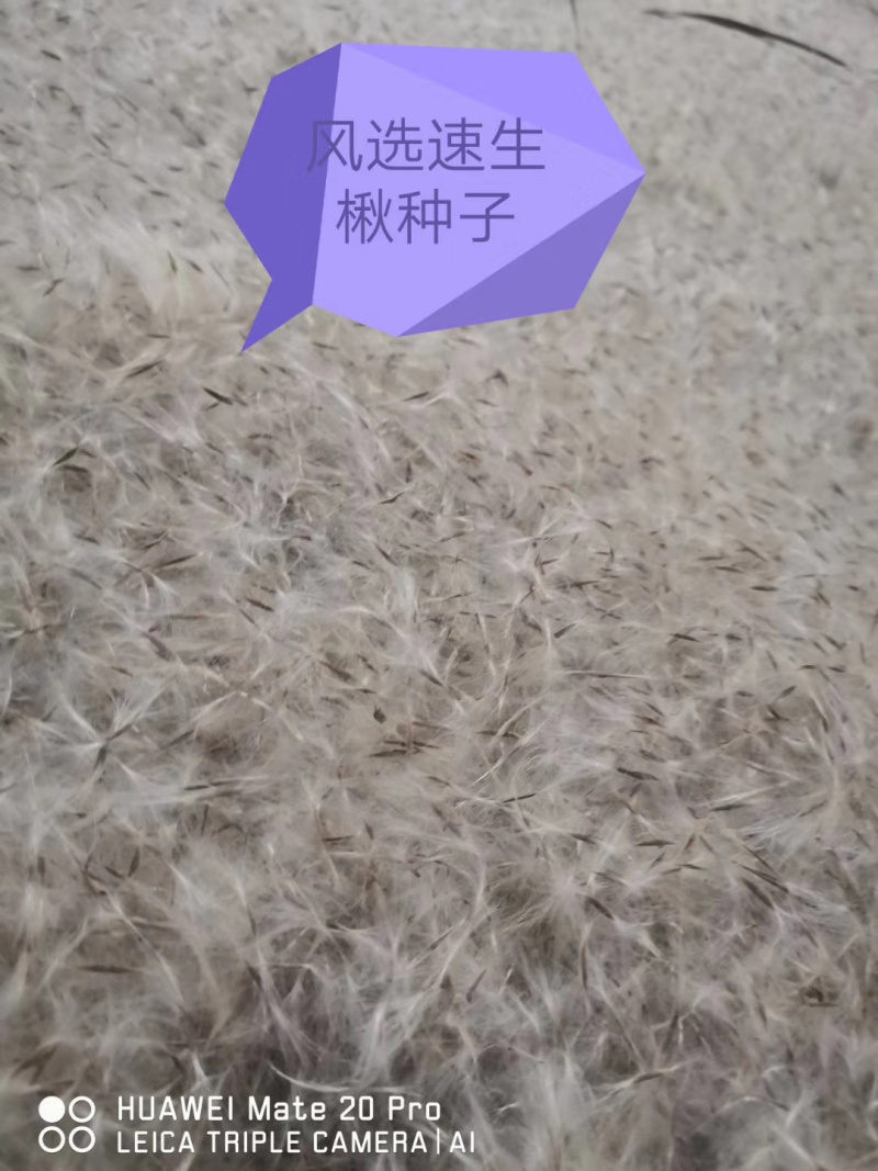 楸树种