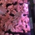 鸡小腿
