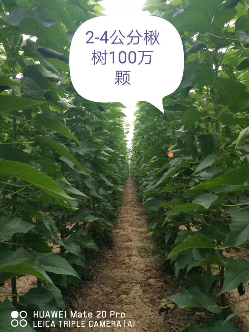 楸树小苗