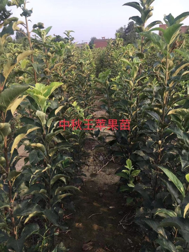 2—18中秋王苹果苗，中秋，国庆成熟，果个大.色泽好