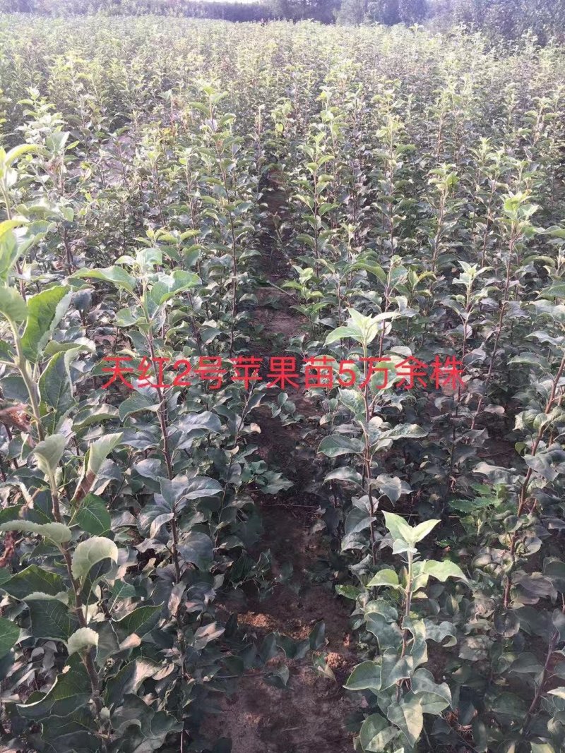 2—18中秋王苹果苗，中秋，国庆成熟，果个大.色泽好