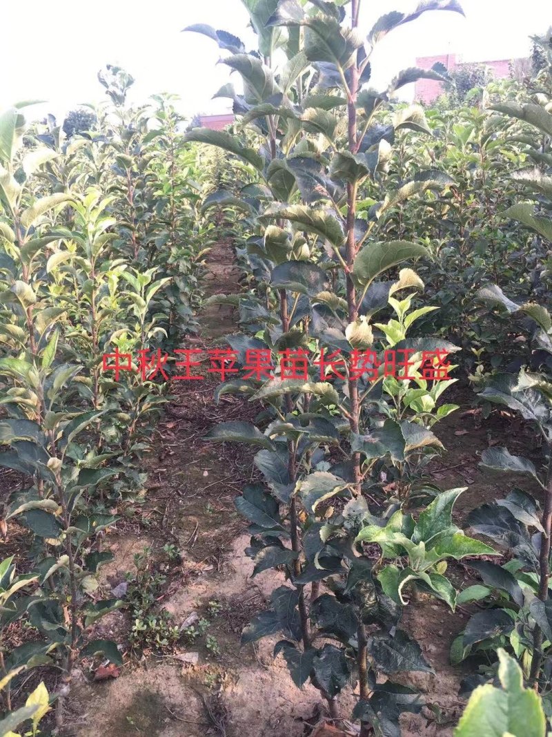 2—18中秋王苹果苗，中秋，国庆成熟，果个大.色泽好