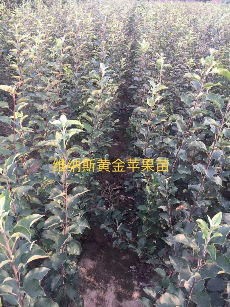 2—18中秋王苹果苗，中秋，国庆成熟，果个大.色泽好