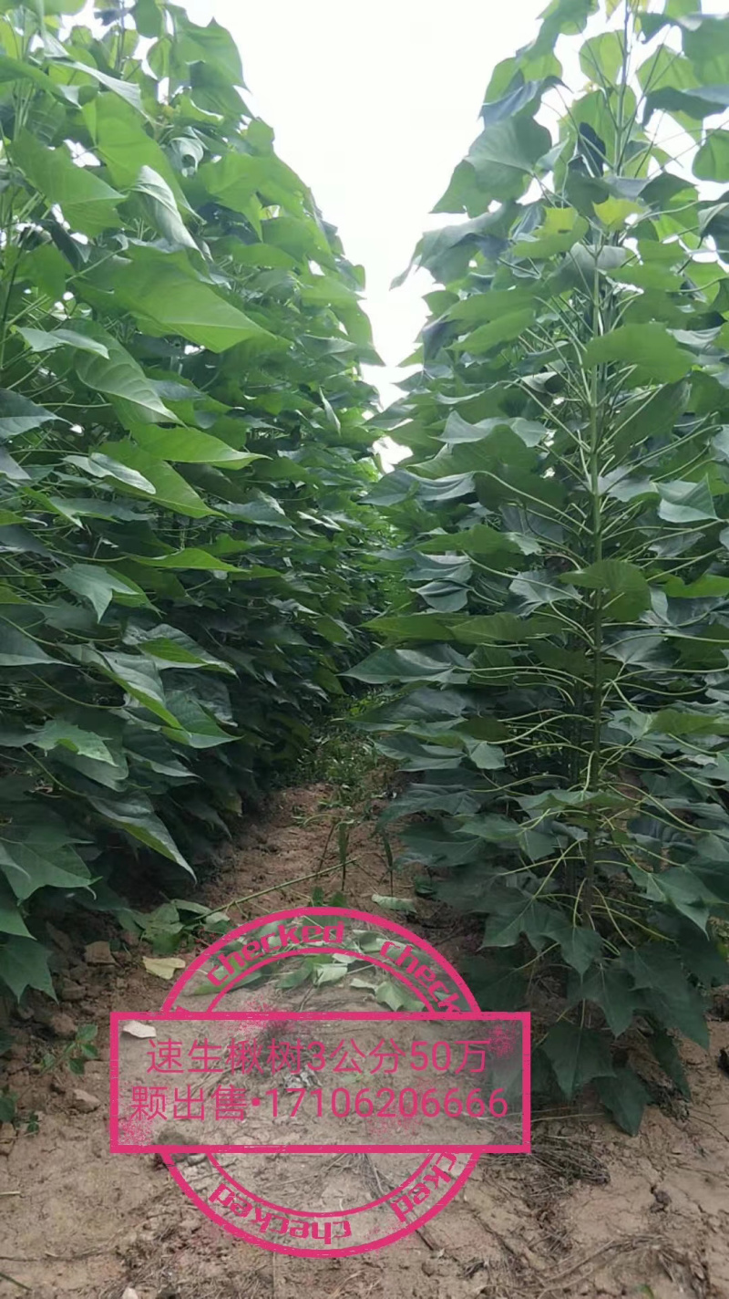 楸树小苗