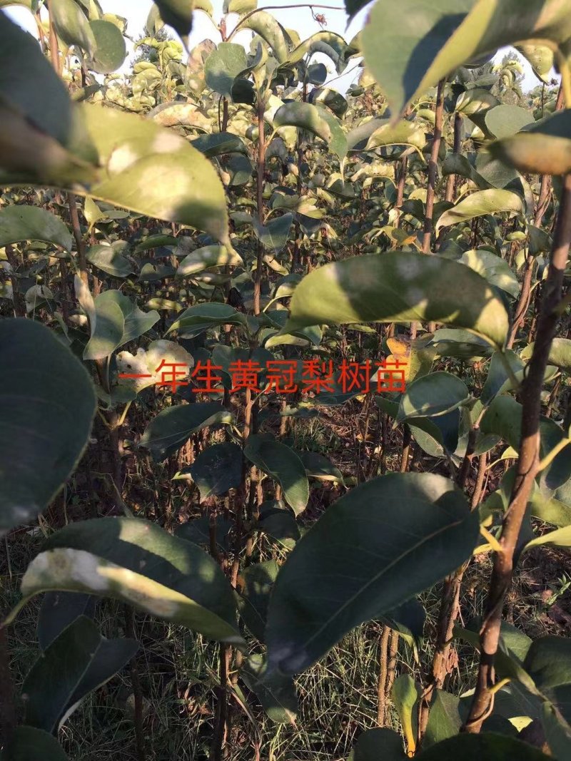 黄冠梨树苗，1～5年生都有，杜梨移栽断根苗，根系发达。