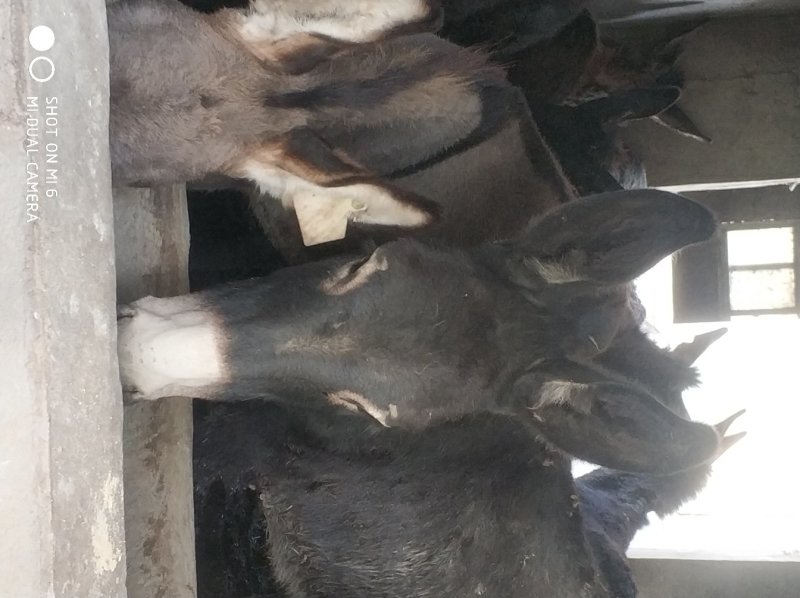 驴苗，肉驴