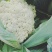 松花
