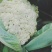 松花