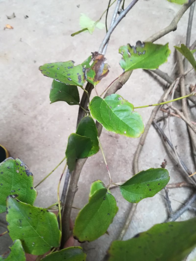 八月炸树藤茎八月扎藤预知子鲜藤中药材