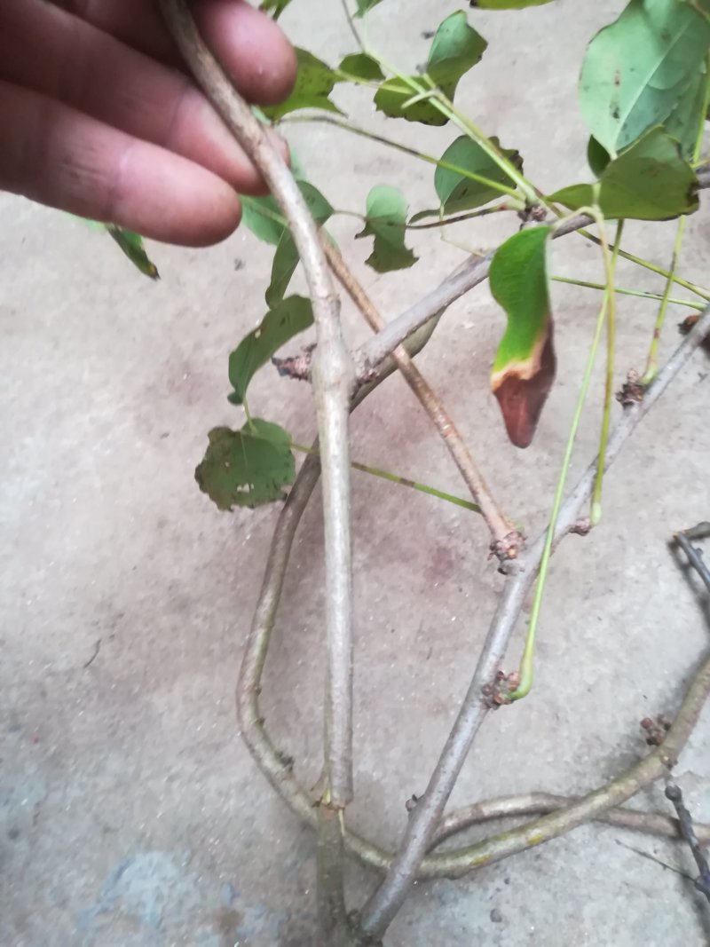 八月炸树藤茎八月扎藤预知子鲜藤中药材