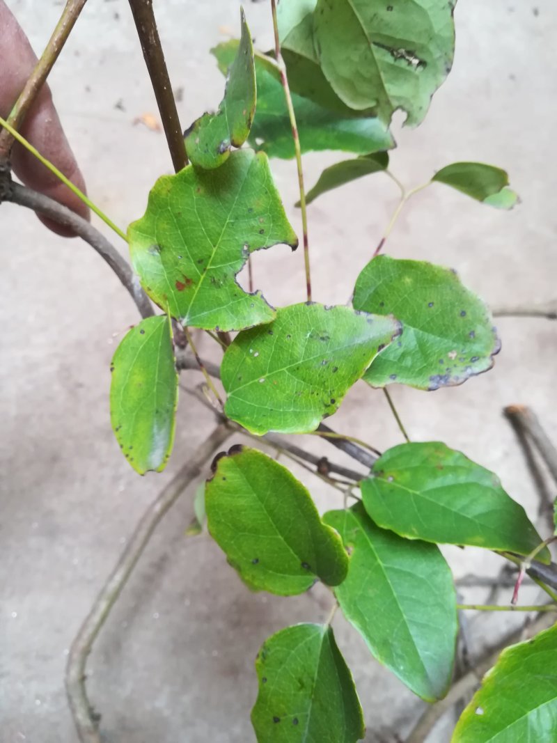 八月炸树藤茎八月扎藤预知子鲜藤中药材