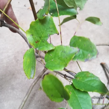 八月炸树藤茎八月扎藤预知子鲜藤中药材