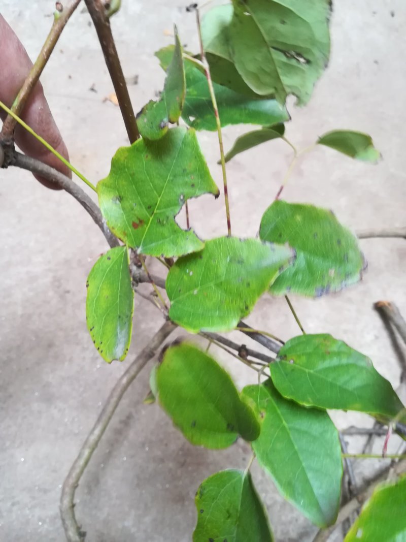 八月炸树藤茎八月扎藤预知子鲜藤中药材