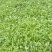 荠菜多年种植基地，大量供应加工厂和商超，批发市场