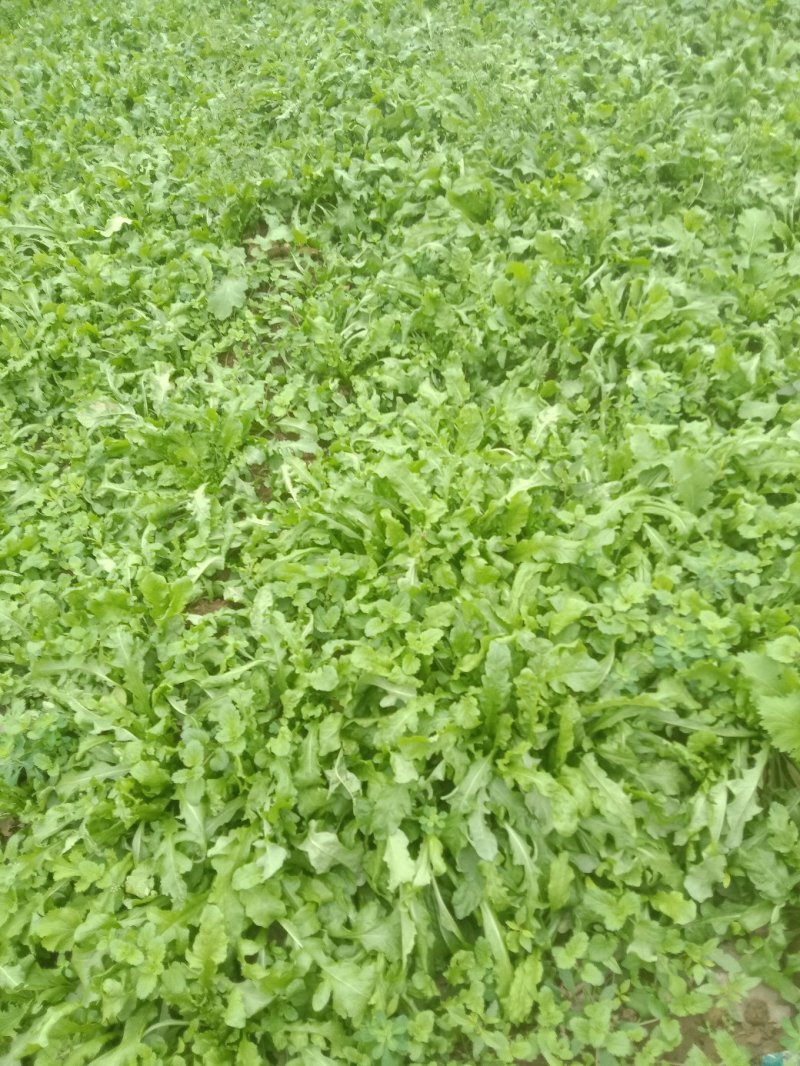荠菜多年种植基地，大量供应加工厂和商超，批发市场