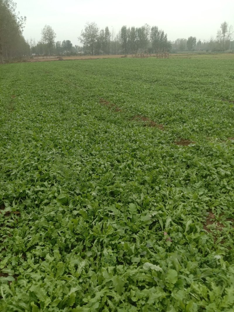 荠菜多年种植基地，大量供应加工厂和商超，批发市场