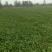 荠菜多年种植基地，大量供应加工厂和商超，批发市场
