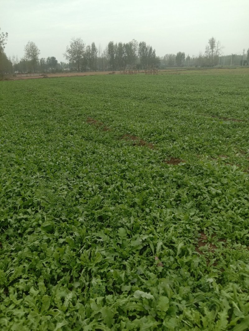 荠菜多年种植基地，大量供应加工厂和商超，批发市场