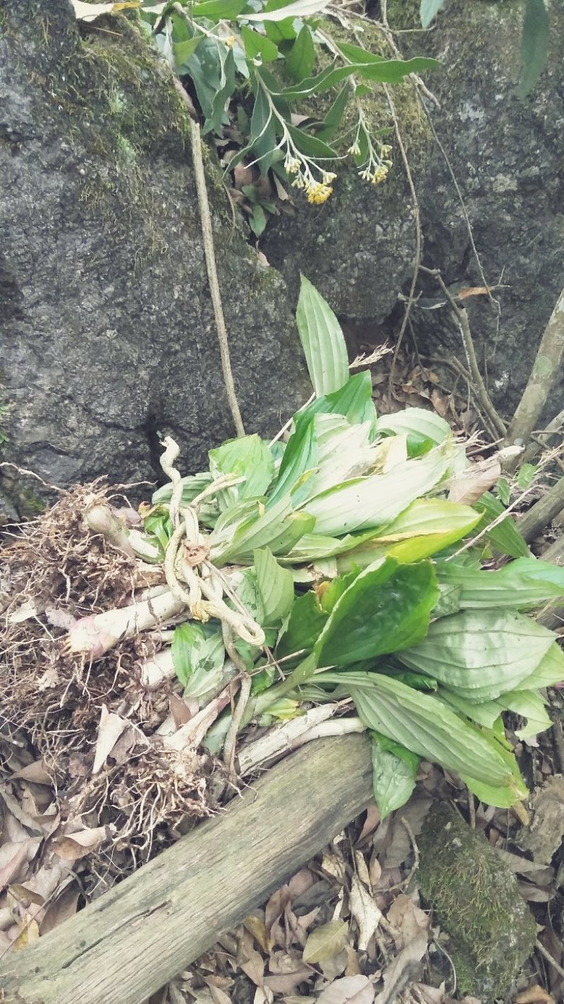 精品见血清，野生见血清下山货，一手货源视频看货品质保证