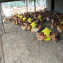 黄泥河堆散养草鸡`鸡蛋
