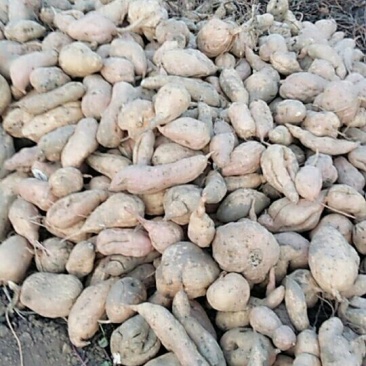 大量出售山地瓜，有需要的老板们可联系，又甜又面纯绿色食品