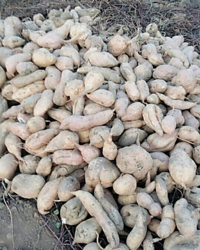 大量出售山地瓜，有需要的老板们可联系，又甜又面纯绿色食品