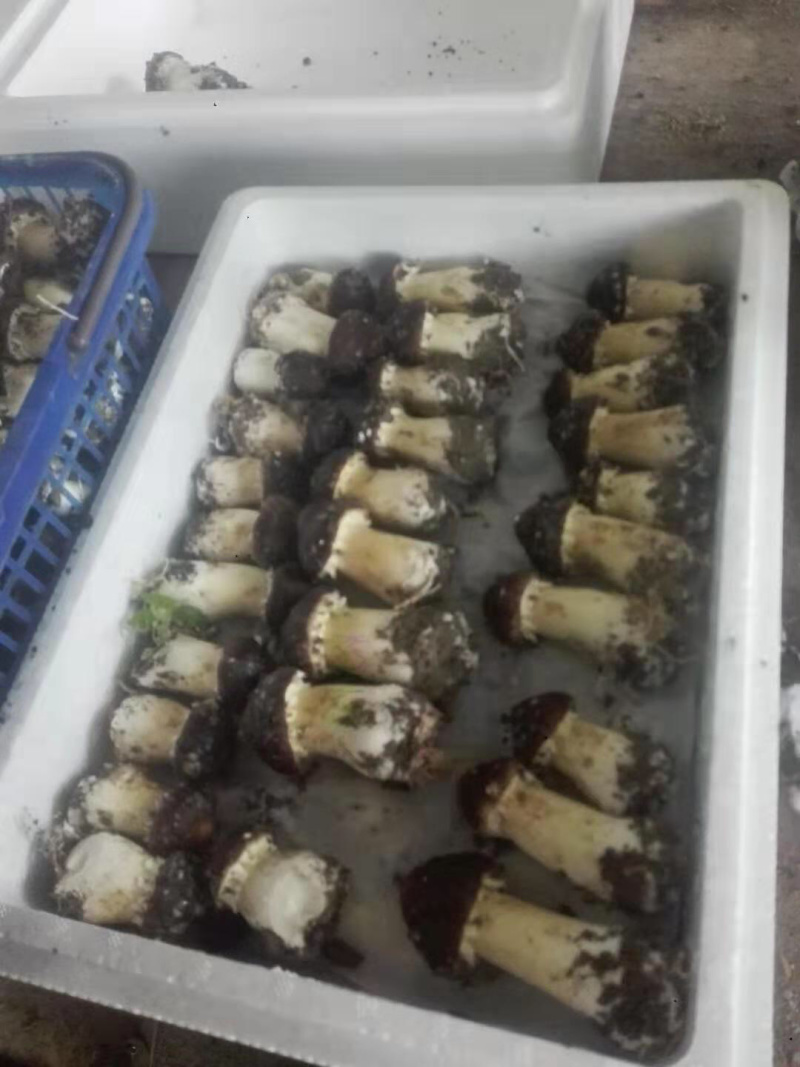 大球盖菇，食用菌，有需求的联系