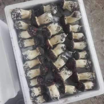 大球盖菇，食用菌，有需求的联系