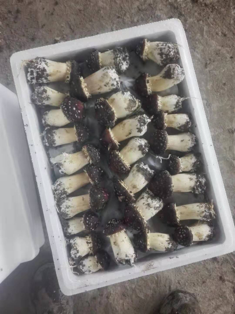 大球盖菇，食用菌，有需求的联系