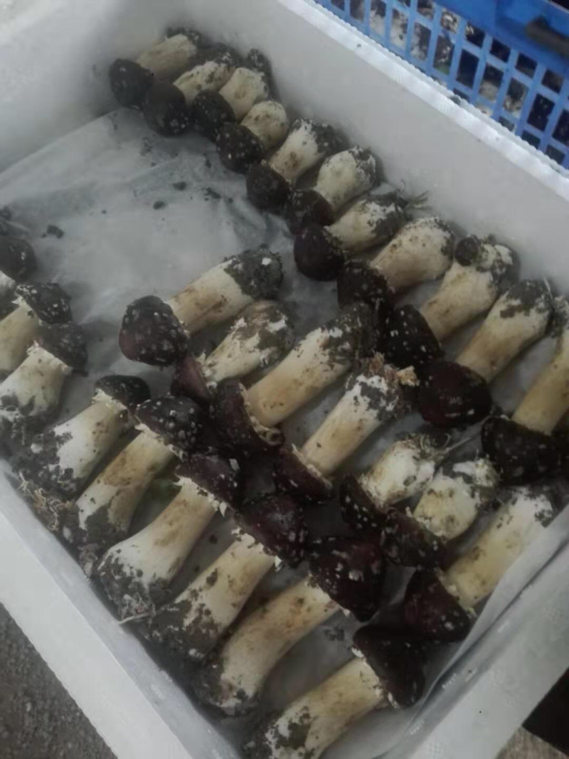大球盖菇，食用菌，有需求的联系