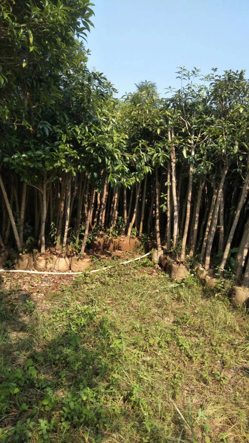 桂花袋苗，出售3-4-5公分