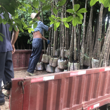 桂花袋苗，出售3-4-5公分