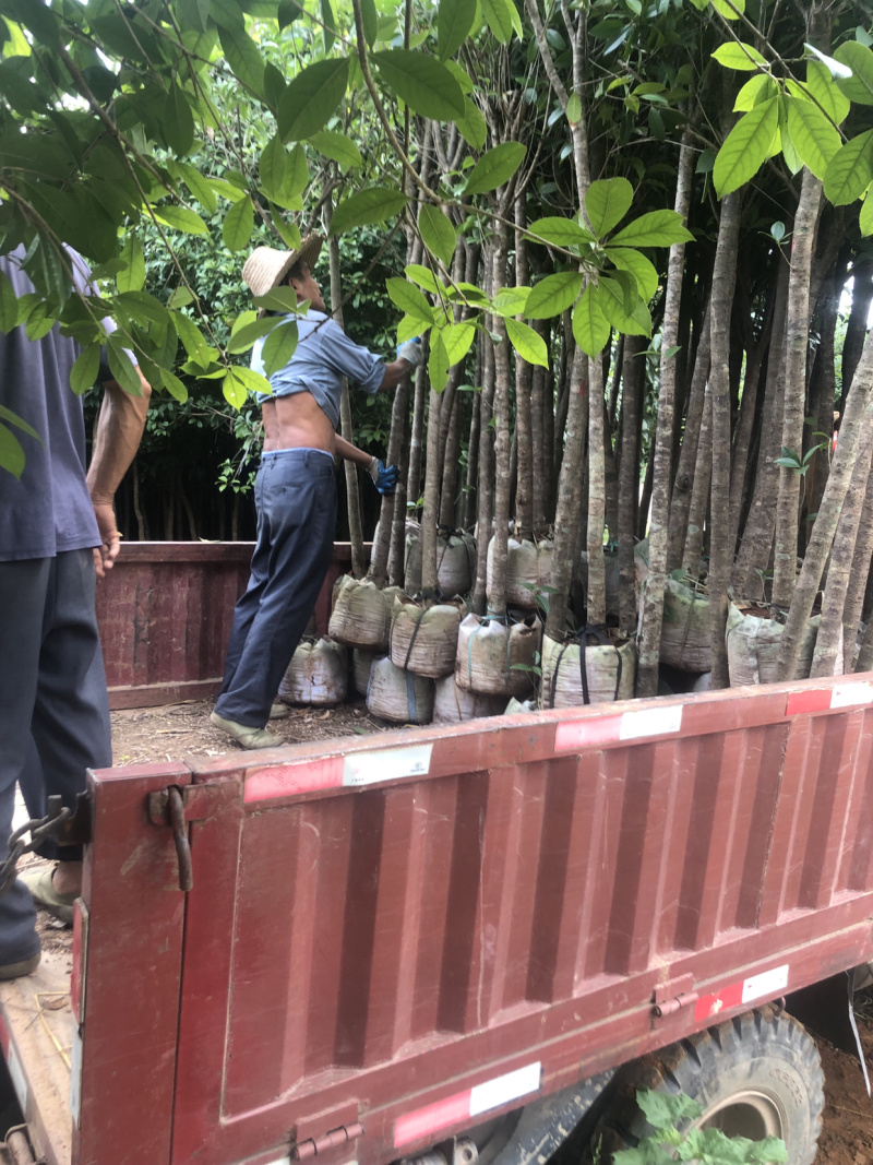 桂花袋苗，出售3-4-5公分