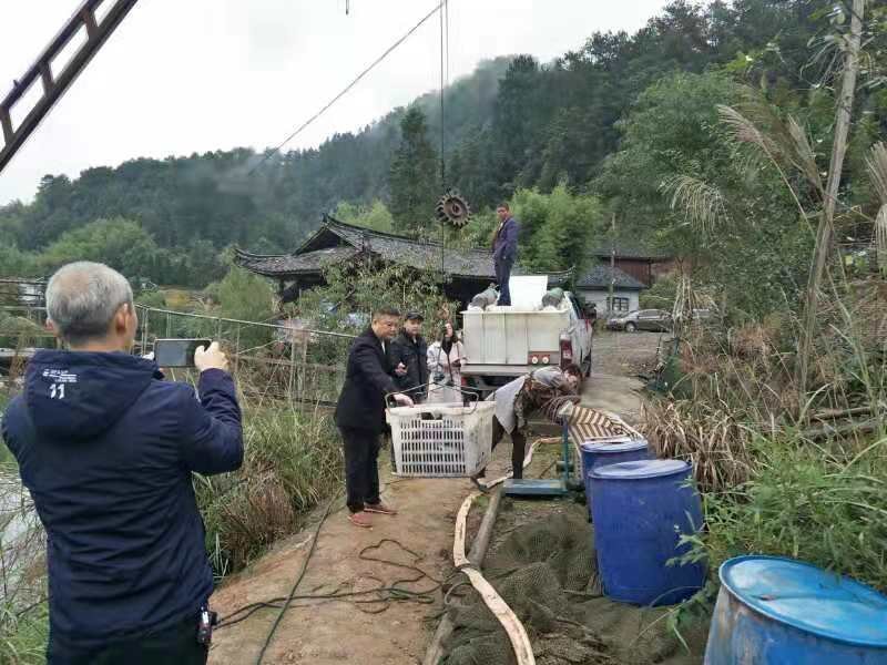 出售大量淡水河鱼，十元一介，买量多有优惠。
