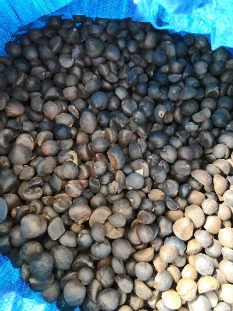 云南野生山茶籽本地老品种精品手摘晒干中小籽