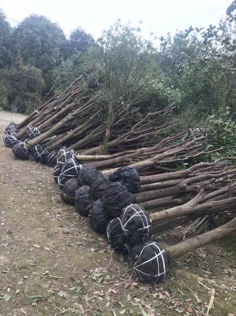 占地桂花，大量供应各种规格占地桂花