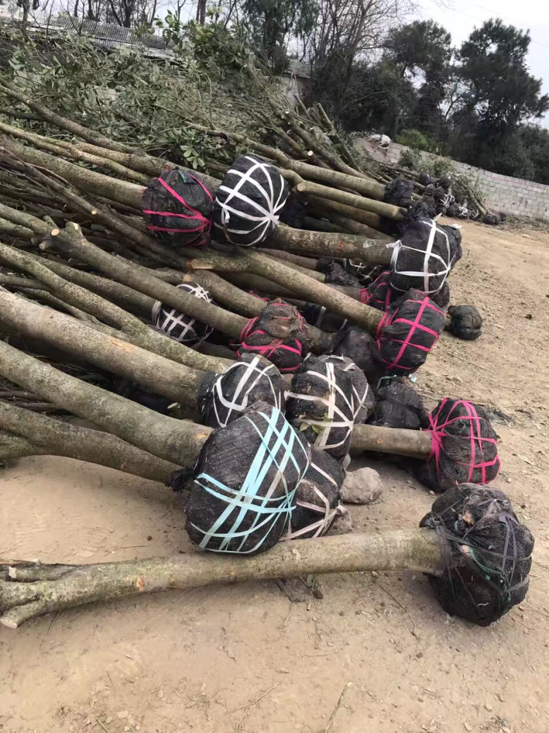 占地桂花，大量供应各种规格占地桂花