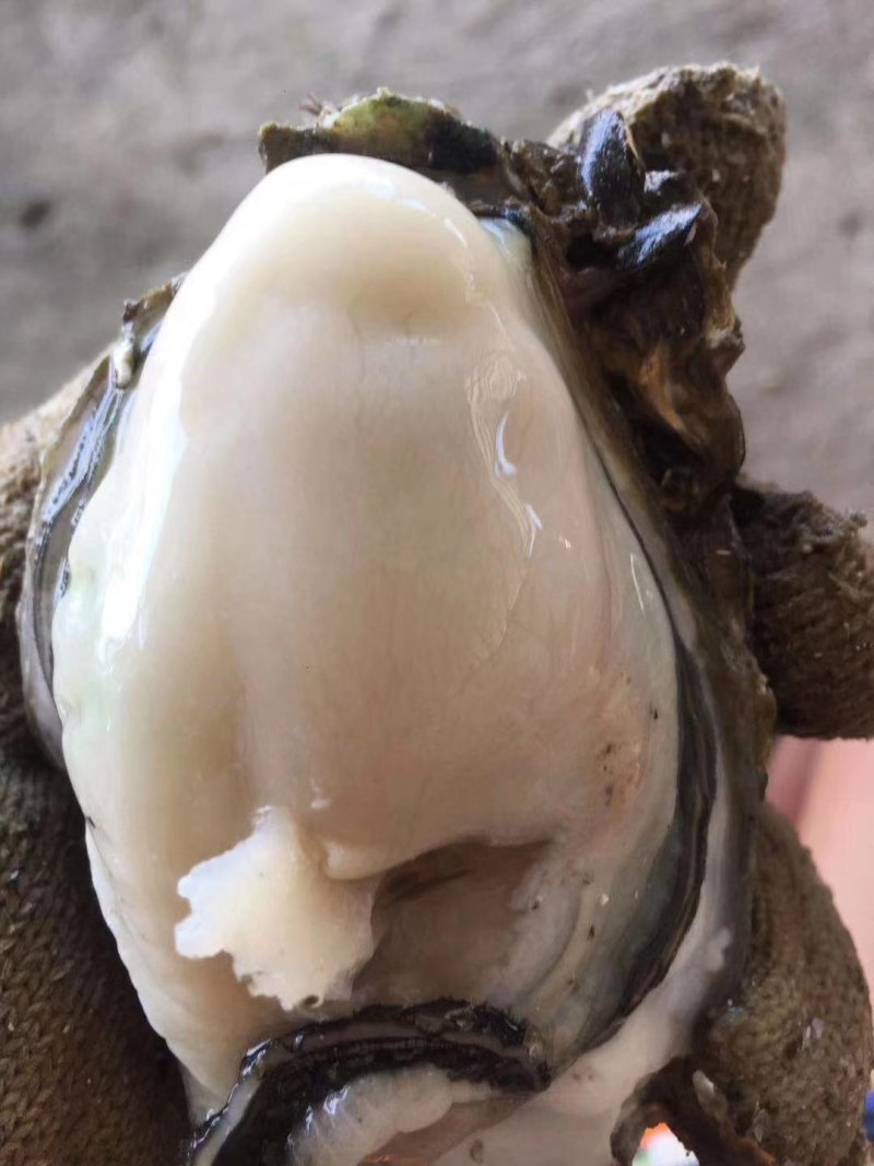 湛江肥蚝产地供应包肥场地现场视频一手货源。