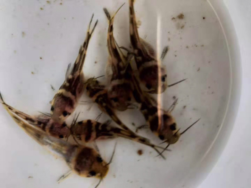 黄骨鱼杂交黄颡鱼苗单性全雄黄辣丁鱼苗+自孵水花