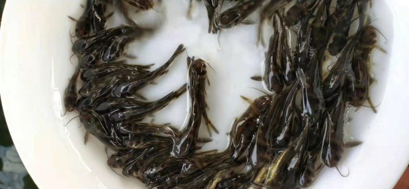 黄骨鱼杂交黄颡鱼苗单性全雄黄辣丁鱼苗+自孵水花