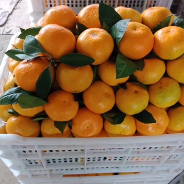 东江湖蜜橘大量上市中