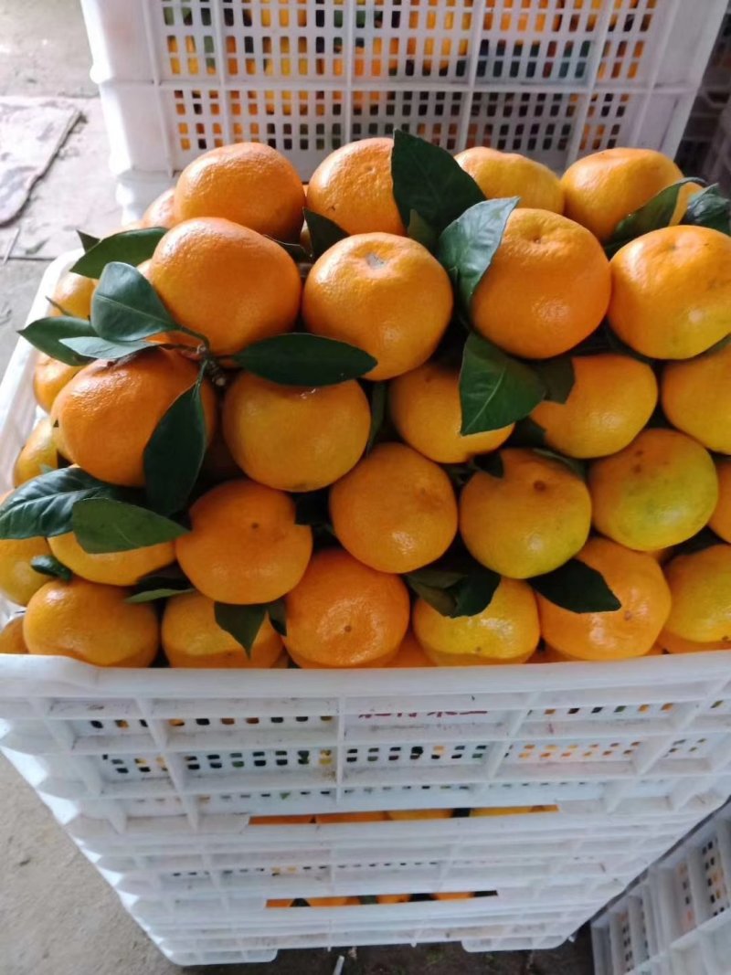 东江湖蜜橘大量上市中
