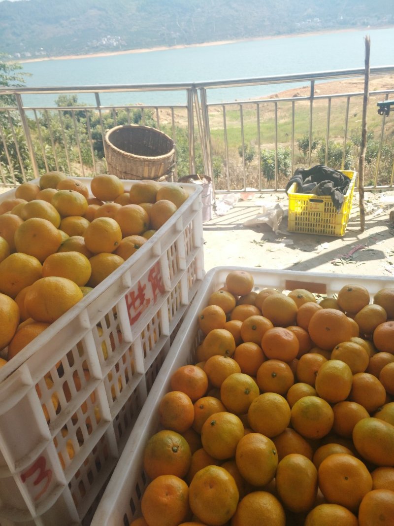 东江湖蜜橘大量上市中