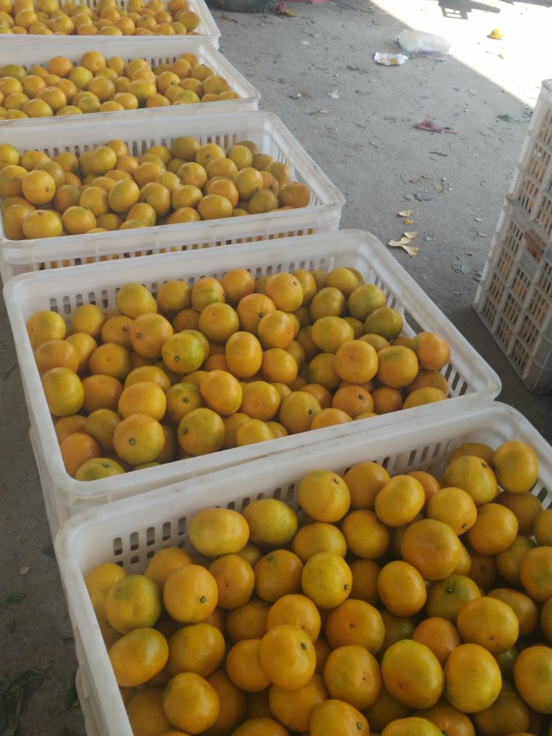 东江湖蜜橘大量上市中