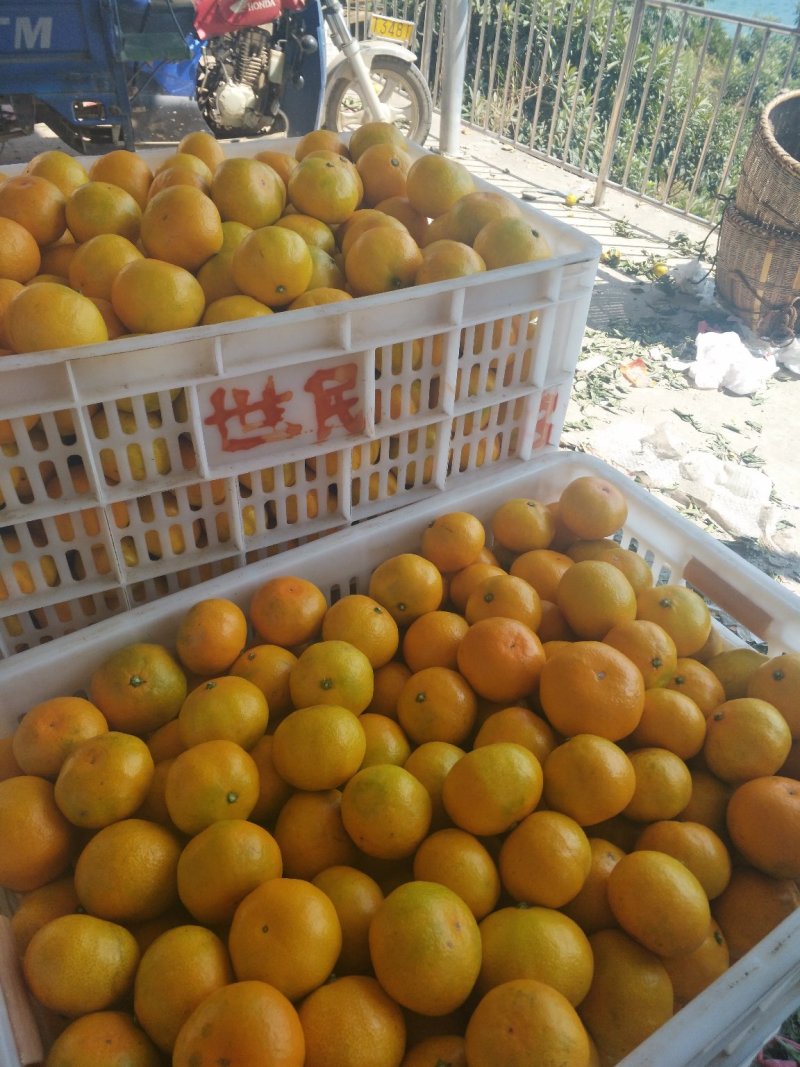 东江湖蜜橘大量上市中